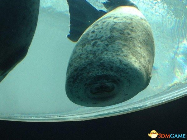 海豹游太快一头撞上玻璃 脸被挤扁成表情包