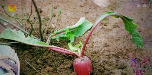 《花千骨》正版手游特效神还原电视剧